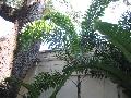 Foxtail Palm / Wodyetia bifurcata